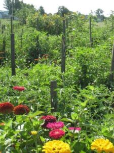 Flowers Add Beauty and Diversity to the Vegetable Garden Image